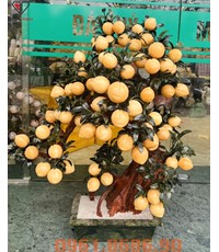 Cây đào đá ngọc hoàng long 68 quả